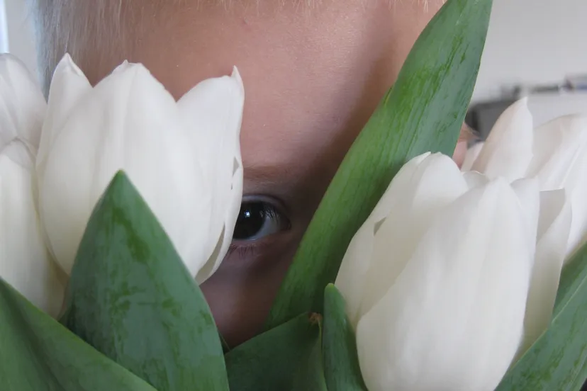 3de prijs diontulp cindy nijboer