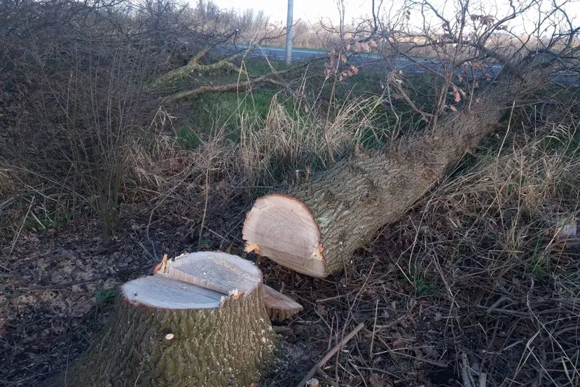 53236214 2314402475493011 3852737732124082176 o