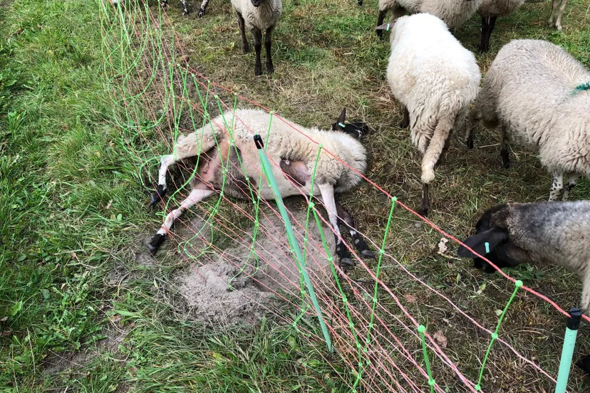 71089203 2994494577288436 259602241575452672 o