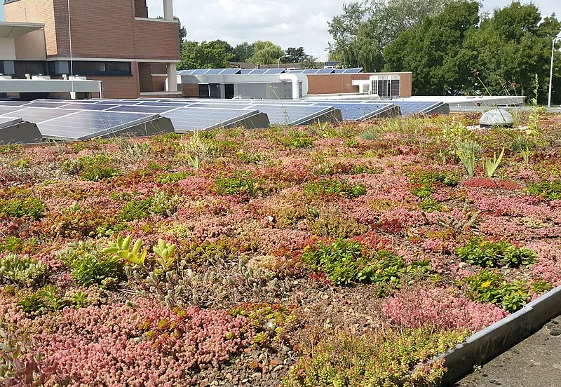 800px sedumdak met zonnepanelen gemeentehuis pijnacker nootdorp 45712132304
