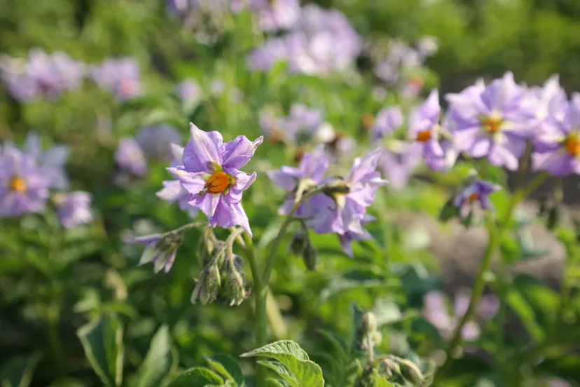 aardappelbloem paars sam 4790