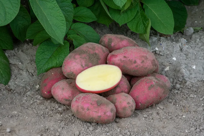 agrico gmpro meryem 7654