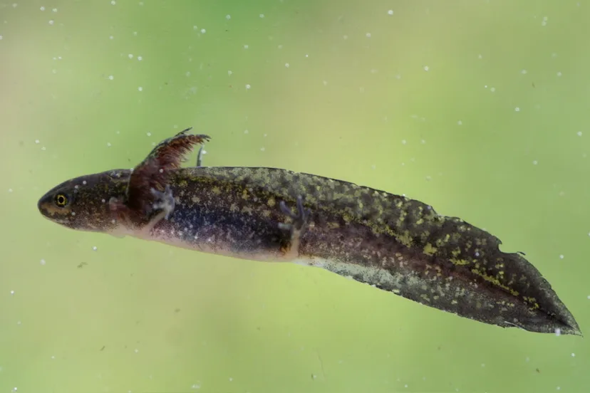 alpenwatersalamander