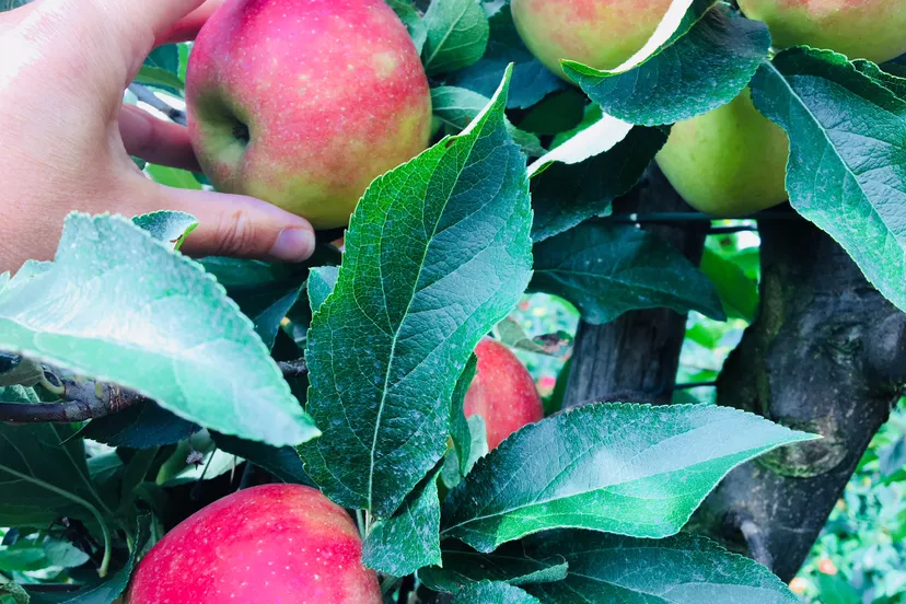 appel plukken vink 2018 img 9284