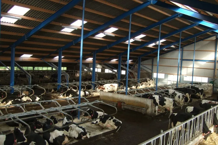 backx koeien thumbnail dscf2379