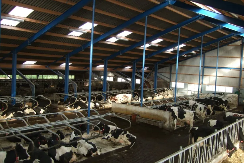 backx koeien thumbnail dscf2379