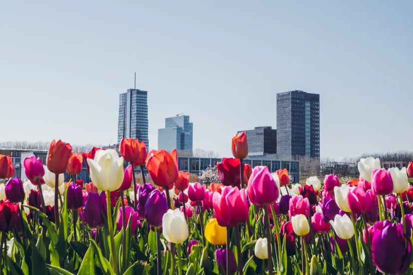 beeld skyline almere met tulpen