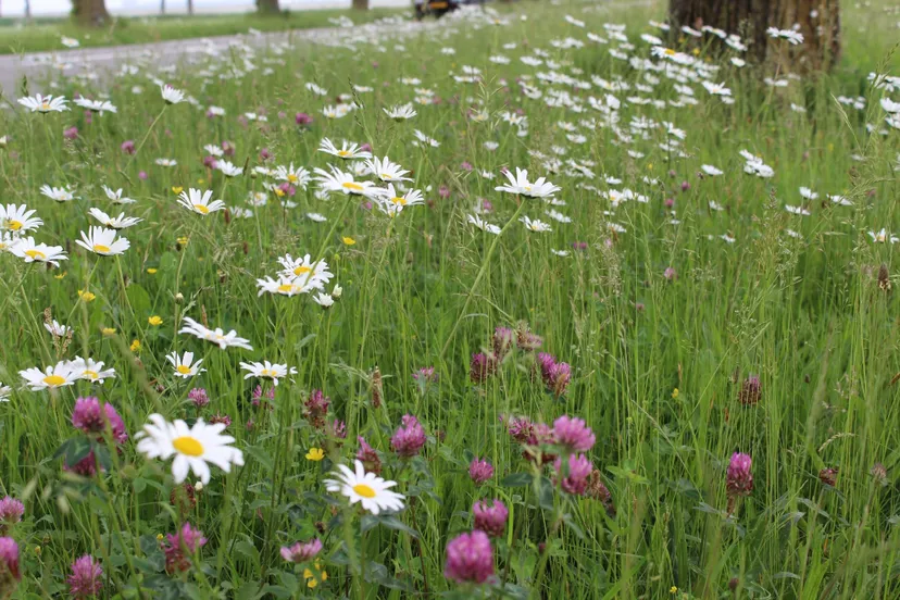 berm cc by mhpublicatiesnl