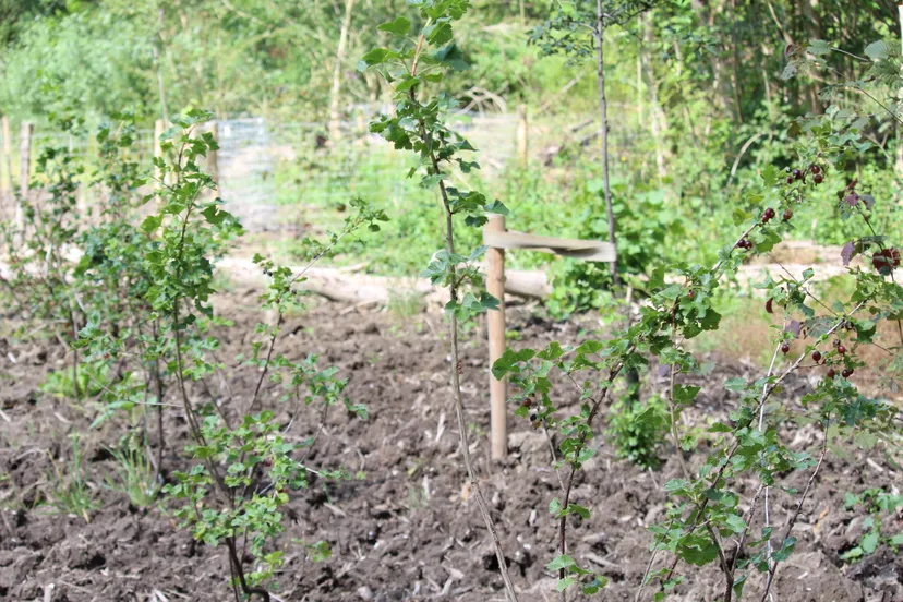 bessenstruiken mhpublicatiesnl