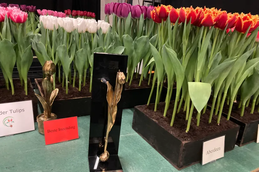 beste inzending mulder tulips img 6359
