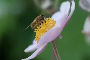 bij op anemoon sam 2445