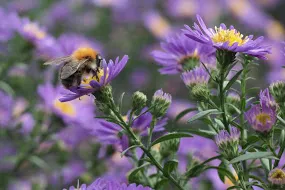 bij op aster sam 2615