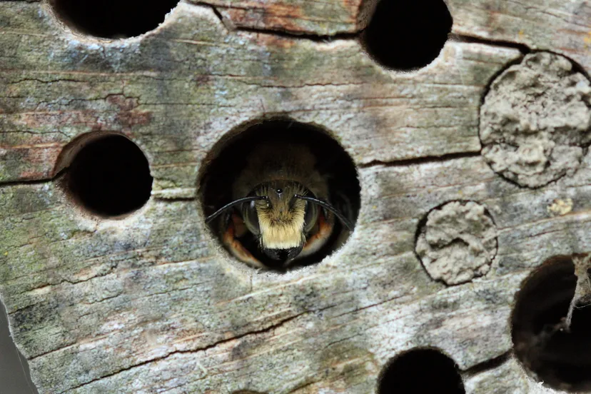 bijenhotel 02a pjb