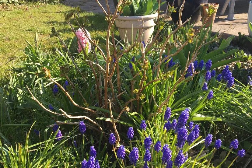 blauwe druifjes img 0146