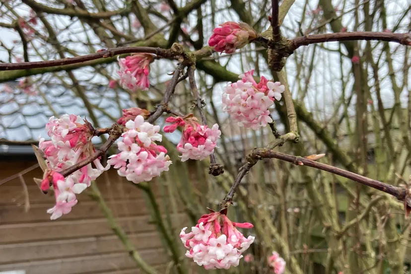 bloeiende viburnum img 6377