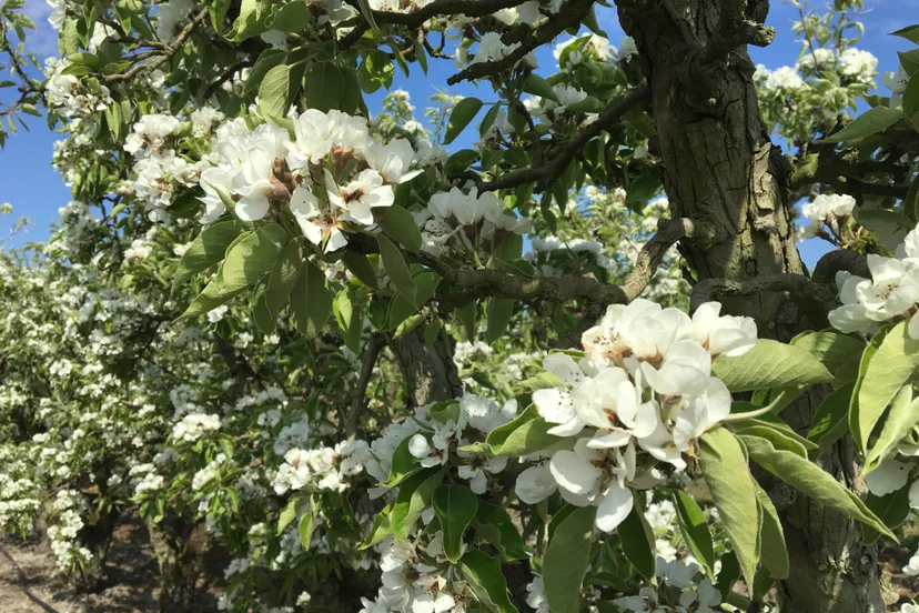 bloesem 2020 img 0384