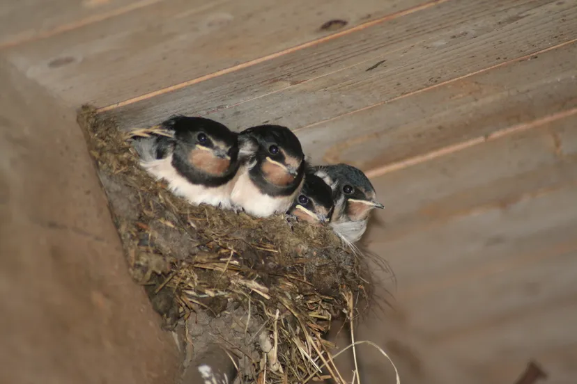 boerenzwaluwen1