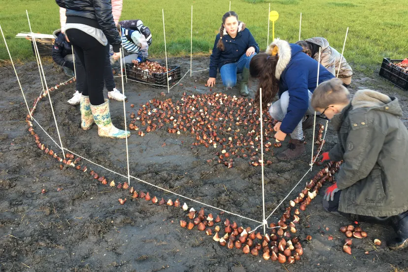 bollen planten img 7997