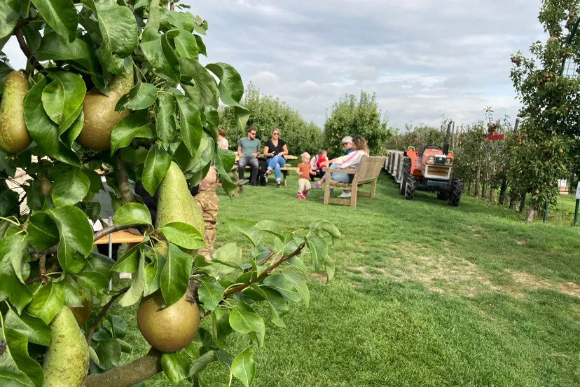 boomgaard vink img 4693