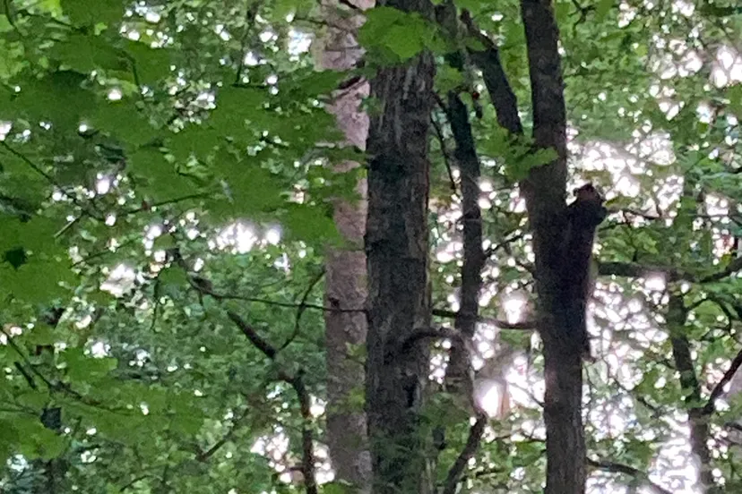 boommarter img 1822 e1594207199220