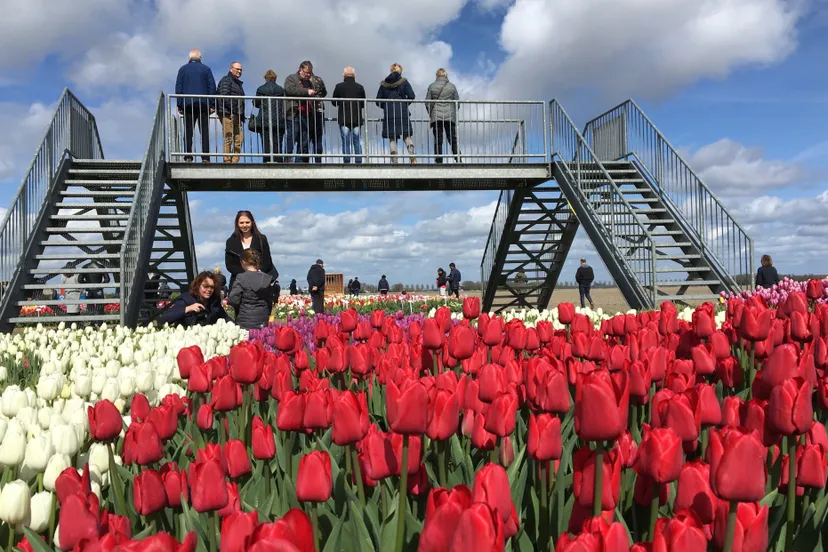 brug met tulpen 300 dpi