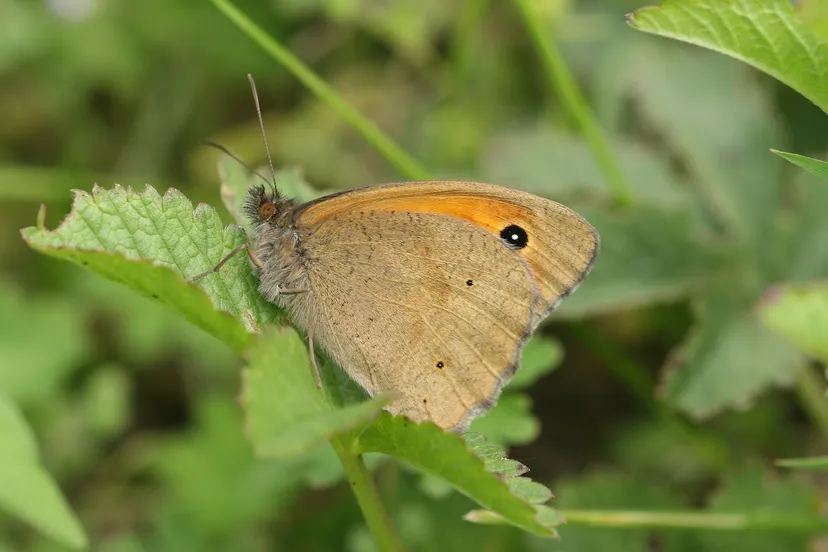 bruin zandoogje kim huskens
