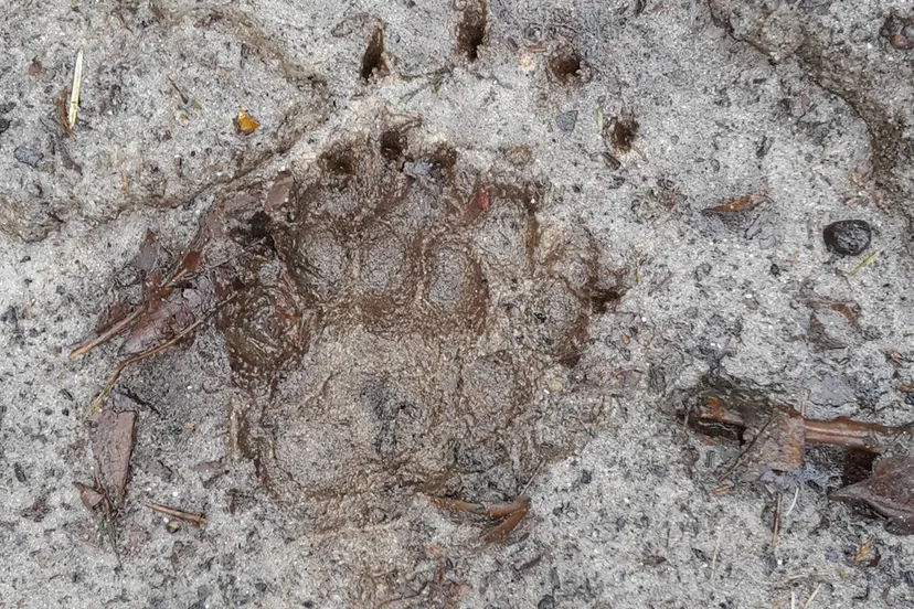 c4axjdywaaeahesjpg large e1486462230210