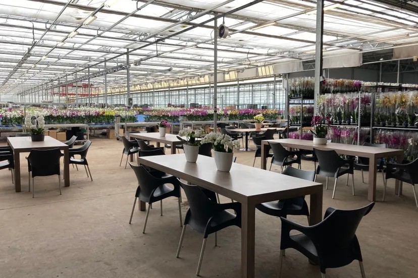 chateau phalaenopsis img 6138