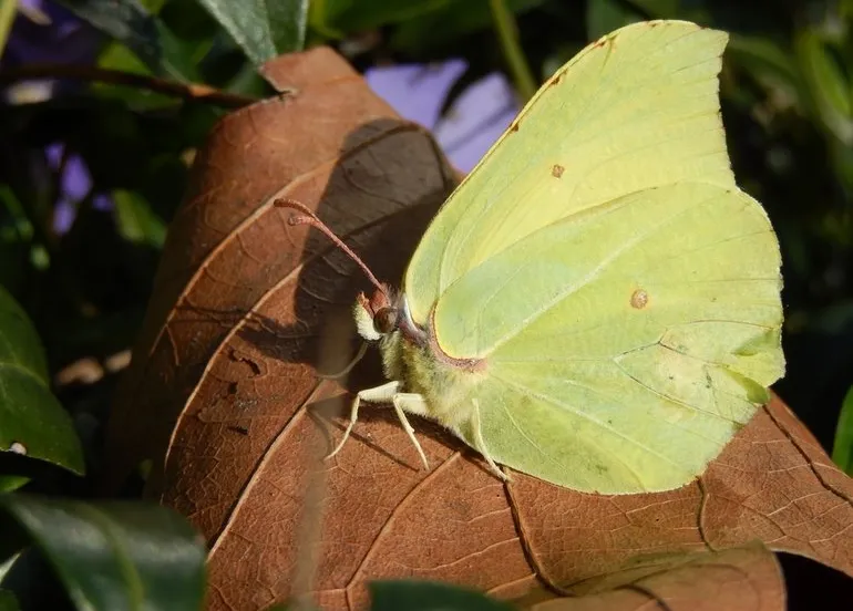 citroenvlinder kars veling 9006bed1 c721 46d6 89b1 492f186782cejpgw770