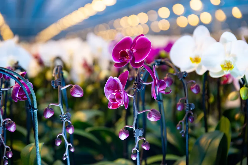 close up kwekerij phala 7426