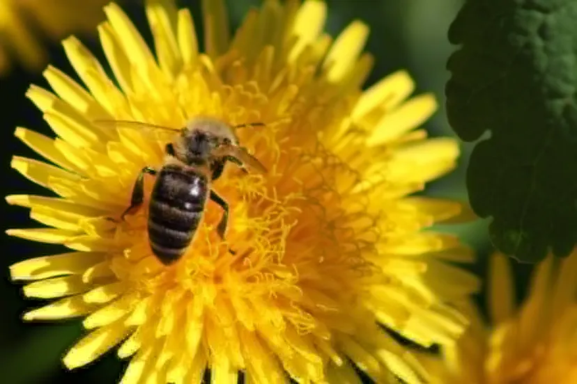 dandelion flower spring summer yellow bee insect nature 895853jpgd