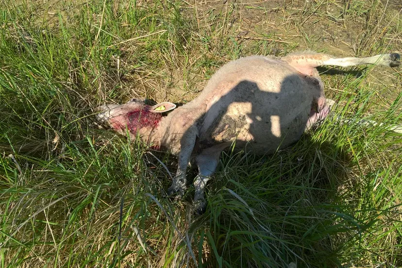 dbc lskwsaa4p33jpg large