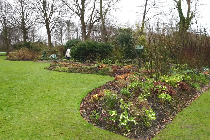 dcs00687 helleborusborder