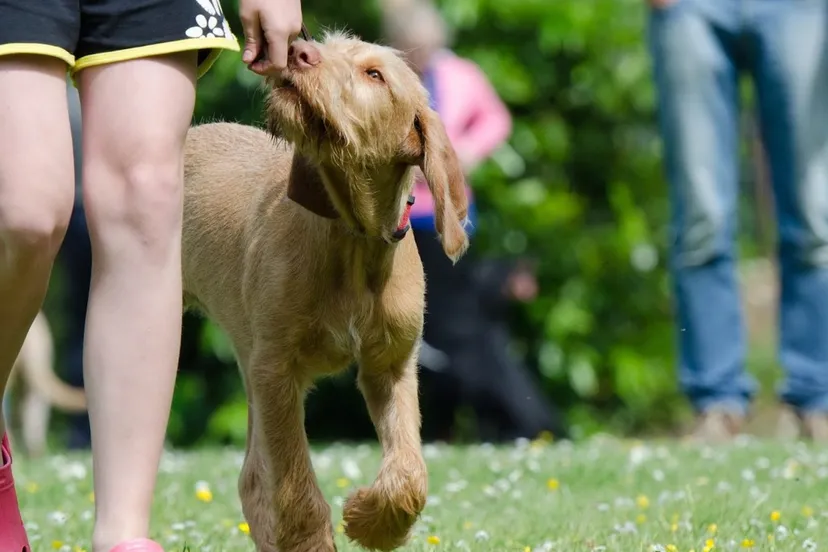 dog school dog training viszla vizsla hungarian pointing dog hunting dog 897879jpgd e1503930612299