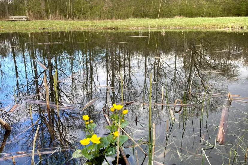 dotterbloem voorsterbos april 2021 img 4989