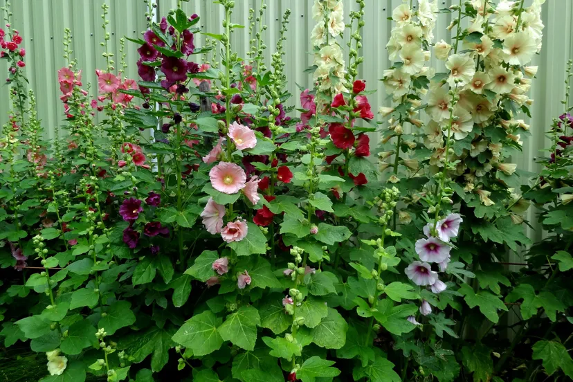 dsc02633 passie voor stokrozen