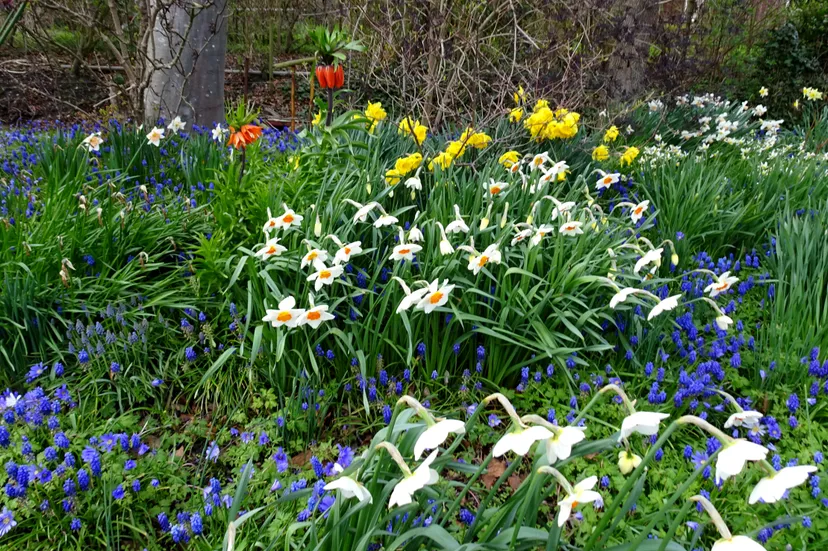 dsc04459 destekkentuin k