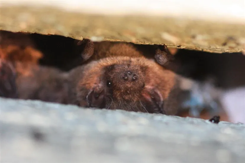 dwergvleermuis z60 large