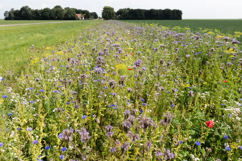 ecologisch bermbeheer