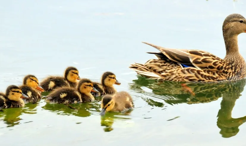 eenden en kuikens cc by pxherecom