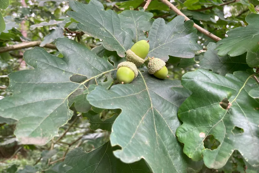 eikels aan de boom 24082020 img 2397