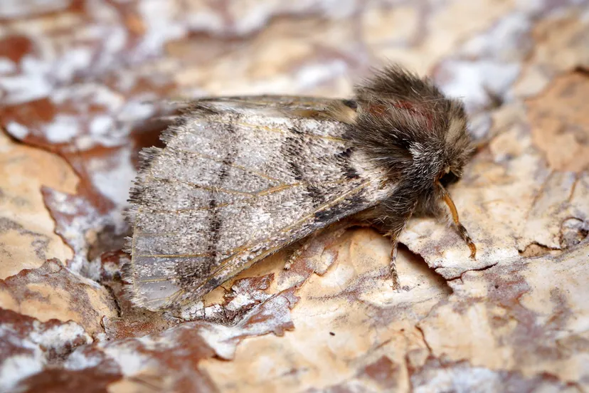 eikenprocessievlinder