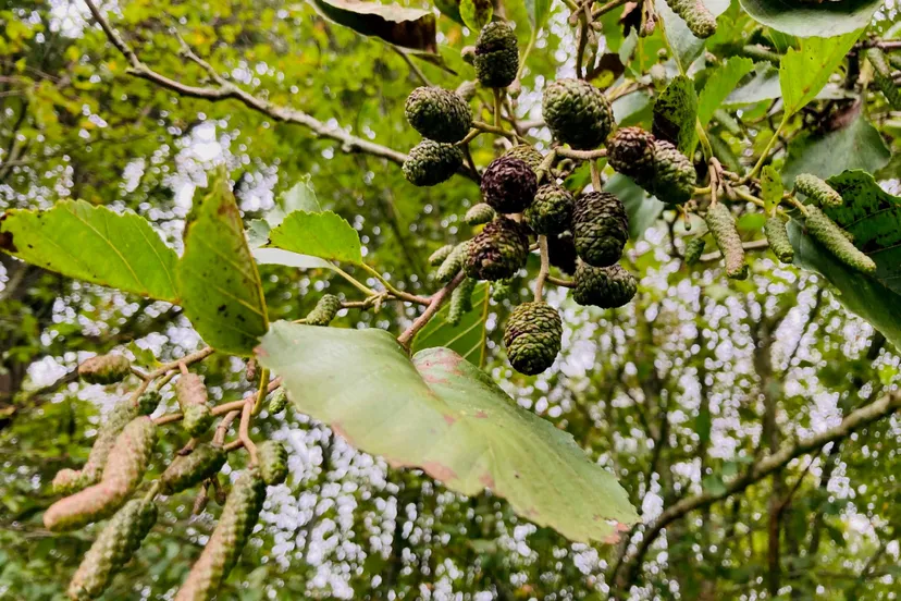 elzenproppen 2020 img 3038