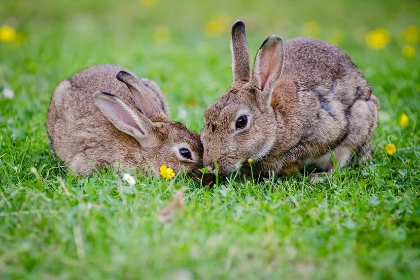 european rabbits 1006621 960 720