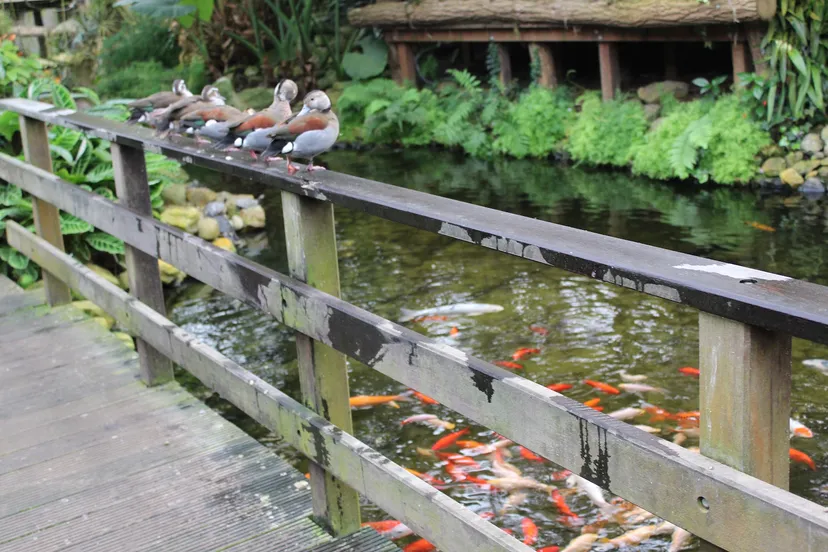 fauna en flora mhpublicatiesnl