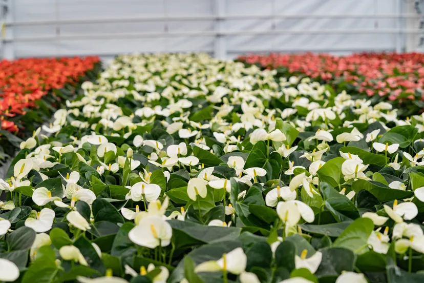 floriade the green house anthurium 1
