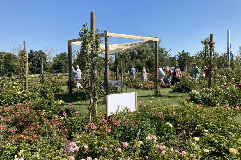 foto rozentuin consumentenmarkt half augustus