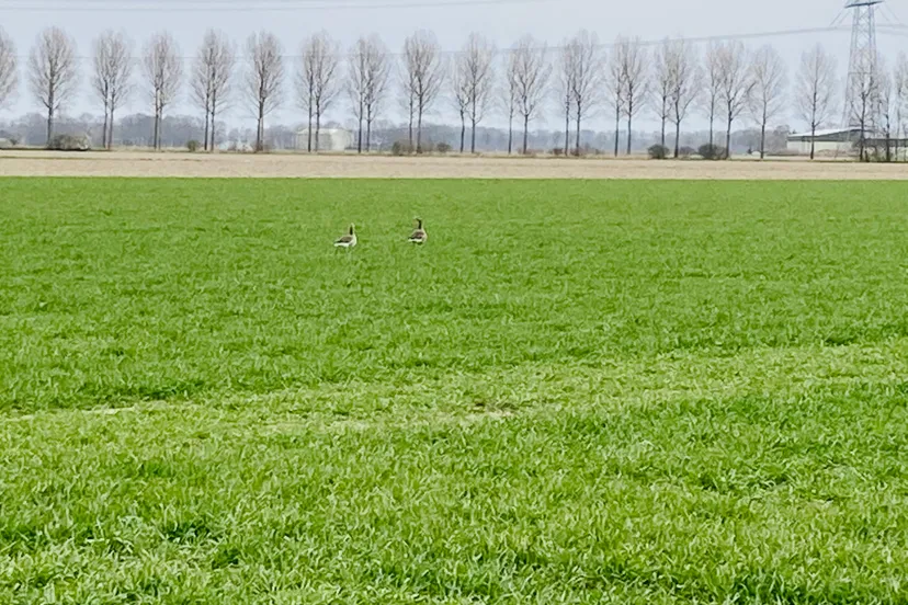 ganzen aan de havenweg img 4980