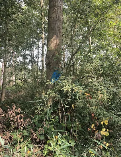 gebleste boom img 5604