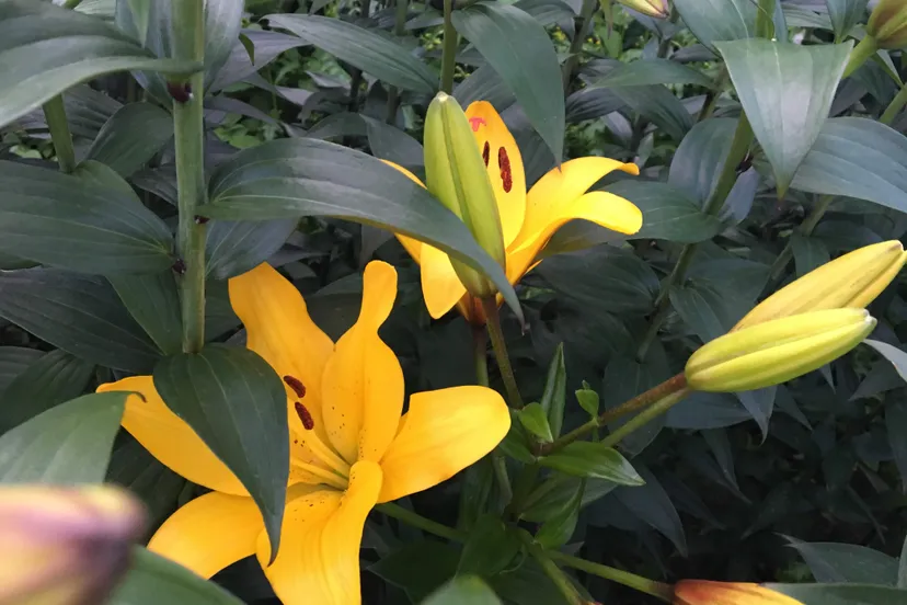 gele lelie img 4788